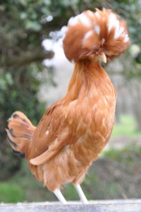 La poule Hollandaise huppée est une poule d’ornement de couleur avec une huppe très fournie. C’est une bonne pondeuse et elle est très familière. Vendue baguée, vaccinée, vermifugée, 39,95 € (Botanic). 