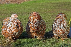 La poule Pékin est une poule d’ornement de petite taille au plumage abondant et offrant une grande variété de couleurs. Excellente couveuse, elle est appréciée pour son caractère doux et ses qualités maternelles. Vendue baguée, vaccinée, vermifugée, 39,95 € (Botanic).