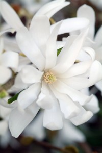 Magnolia Stellata