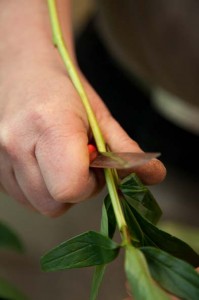 Ajustez la longueur des tiges. Coupez-les en biais. La tige une fois plantée dans la mousse doit toucher le fond du panier pour assurer une meilleure hydratation de la fleur. 