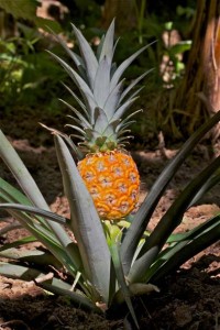 Exceptionnelle plantation d’ananas « Erven et Louis ».