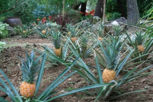 Exceptionnelle plantation d’ananas « Erven et Louis ».